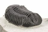 Nice Spiny Comura Trilobite With Morocops #214403-9